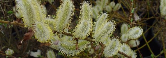Salix
